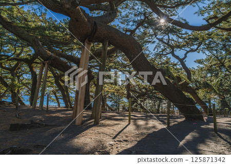 靜岡市三保松原的羽衣松風景（靜岡縣） 125871342