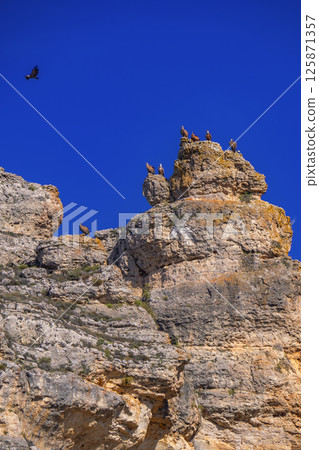 Eurasian Griffon Vulture, Spain 125871357