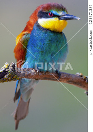 Bee-eater, Spain 125871385