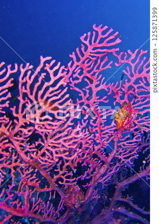 Gorgonian, Maldives Gorgonian, Maldives 125871399