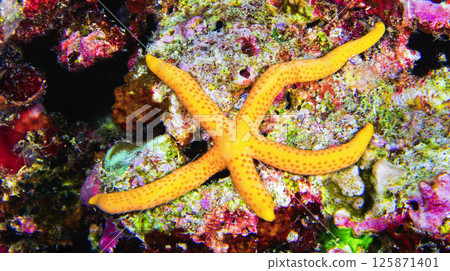 Multi Pore Sea Star, Maldives 125871401