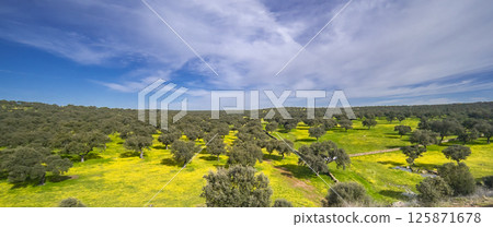 Holm Oak Meadow, Spain 125871678