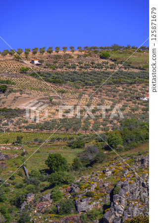 Olives Trees Plantation, Spain Olives Trees Plantation, Spain 125871679