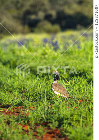 Little Bustard, Spain Little Bustard, Spain 125871687