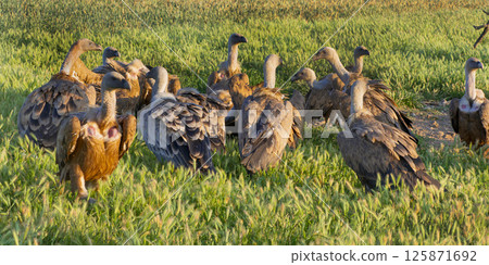 Eurasian Griffon Vulture, Spain Eurasian Griffon Vulture, Spain 125871692
