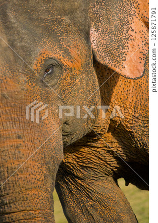 Sri Lankan Elephant, Wilpattu National Park 125871791