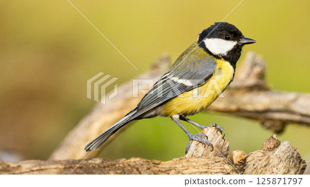 Great Tit, Spain Great Tit, Spain 125871797