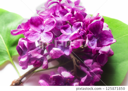 Lilac flower with green leaves isolated on white background, full depth of field, clipping path Lilac flower with green leaves isolated on white background, full depth of field, clipping path 125871850