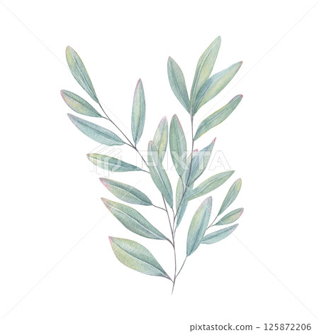 Eucalyptus leaves branch in soothing blue green tones watercolor illustration isolated background. Hand painted sage or olive plant for wedding invitations, interior decor, organic product packaging 125872206