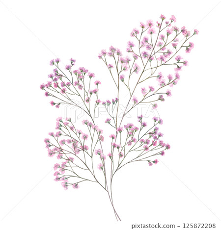 Pink gypsophila branch watercolor illustration isolated background. Delicate hand painted baby breath flower. For wedding invitations, bridal branding, stationery, nursery decor, mother day cards. Pink gypsophila branch watercolor illustration isolated background. Delicate hand painted baby breath flower. For wedding invitations, bridal branding, stationery, nursery decor, mother day cards. 125872208