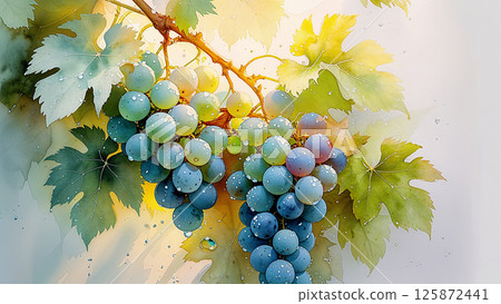 Bunches of grapes hanging from vine with water droplets in watercolor painting 125872441