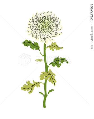 Chrysanthemum flower with green leaves on white background. Perfect for floral designs, invitations, and prints. Elegant Vector flat illustration. Chrysanthemum flower with green leaves on white background. Perfect for floral designs, invitations, and prints. Elegant Vector flat illustration. 125872503
