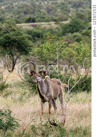 Male Greater Kudu in african savanna Male Greater Kudu in african savanna 125872535