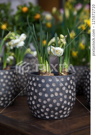 Beautiful Double cup white and yellow Lingerie Daffodils Narcissus potted at greek garden shop in spring. Vertical. Selective focus. Beautiful Double cup white and yellow Lingerie Daffodils Narcissus potted at greek garden shop in spring. Vertical. Selective focus. 125872710