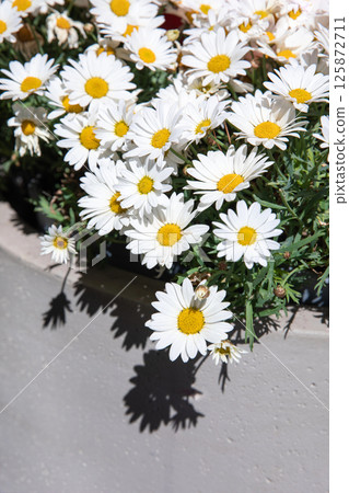 Floral background of blooming daysies Leucanthemum vulgare outdoor in springtime. Vertical. Daylight. Close-up. Floral background of blooming daysies Leucanthemum vulgare outdoor in springtime. Vertical. Daylight. Close-up. 125872711