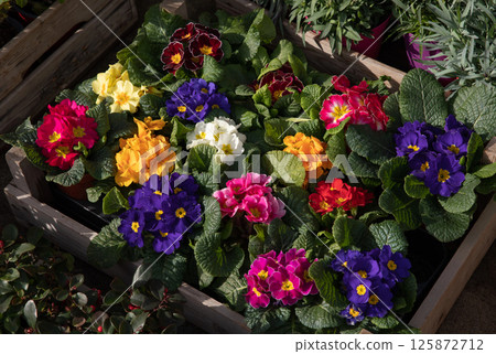 Colorful primrose flowers are neatly arranged in a wooden crate at a garden center. 125872712