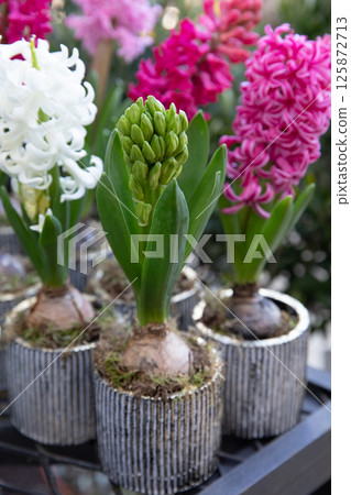 Young Hyacinthus orientalis ready to bloom at the greek garden shop in spring. Vertical. Selective focus. Close-up. 125872713