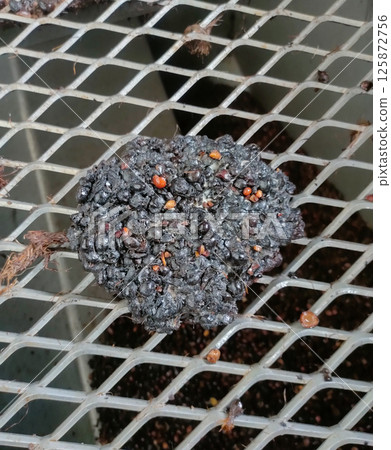 Kernal mixed with fungus on iron net. Kernal mixed with fungus on iron net. 125872756