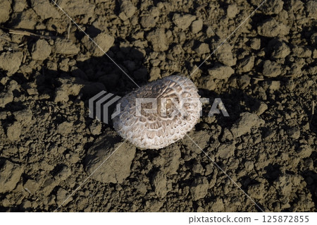 Field champignons. Edible mushroom. The growth of mushrooms in the field 125872855