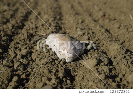 Field champignons. Edible mushroom. The growth of mushrooms in the field Field champignons. Edible mushroom. The growth of mushrooms in the field 125872861