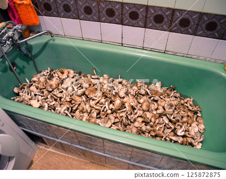 Field champignons. Edible mushroom. Mushrooms in the bathroom. M Field champignons. Edible mushroom. Mushrooms in the bathroom. M 125872875