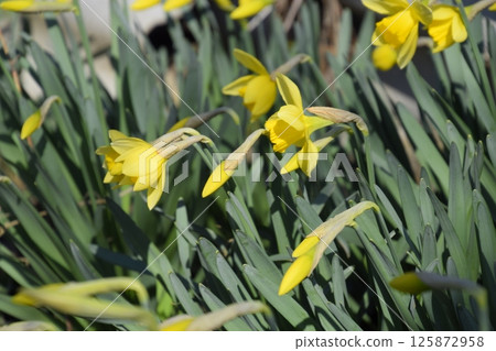 Blooming buds of daffodils in flower bed. 125872958