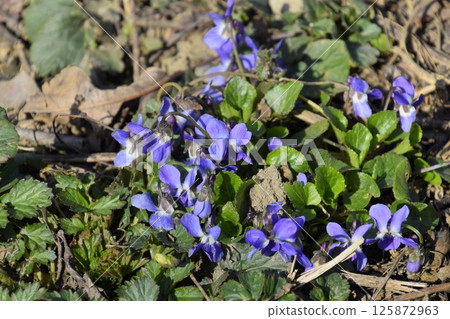bloom violet blue in the garden 125872963