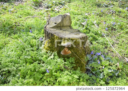 Mushroom tinder on stump of sawn plum overgrown with moss. 125872964