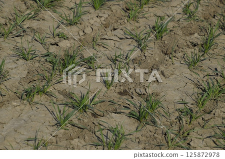 The field of winter wheat, making root dressing seedlings The field of winter wheat, making root dressing seedlings 125872978