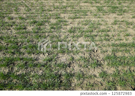 The field of winter wheat, making root dressing seedlings The field of winter wheat, making root dressing seedlings 125872983