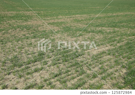 The field of winter wheat, making root dressing seedlings The field of winter wheat, making root dressing seedlings 125872984