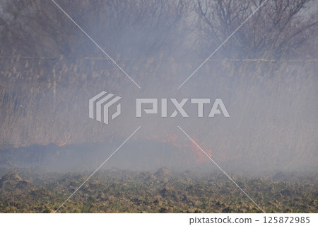 Fire on a plot of dry grass, burning of dry grass and reeds Fire on a plot of dry grass, burning of dry grass and reeds 125872985