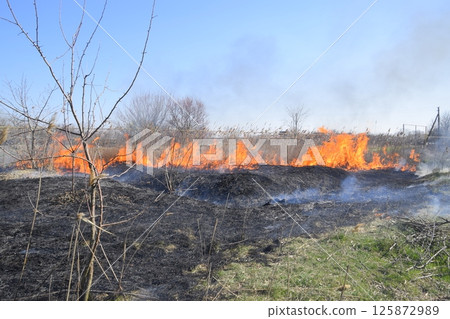 Fire on a plot of dry grass, burning of dry grass and reeds 125872989