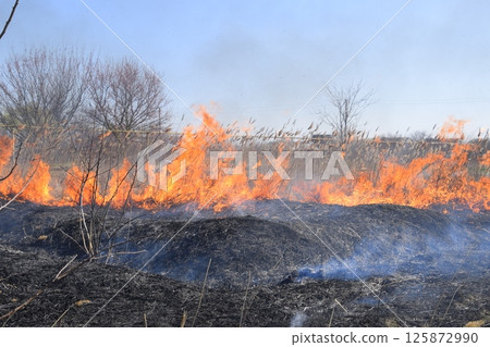 Fire on a plot of dry grass, burning of dry grass and reeds Fire on a plot of dry grass, burning of dry grass and reeds 125872990