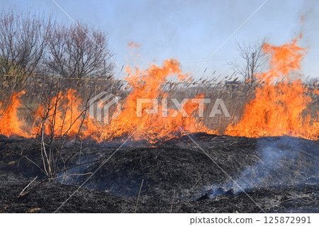 Fire on a plot of dry grass, burning of dry grass and reeds Fire on a plot of dry grass, burning of dry grass and reeds 125872991