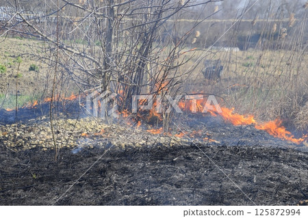 Fire on a plot of dry grass, burning of dry grass and reeds 125872994
