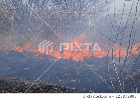 Fire on a plot of dry grass, burning of dry grass and reeds 125872995