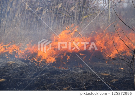 Fire on a plot of dry grass, burning of dry grass and reeds 125872996