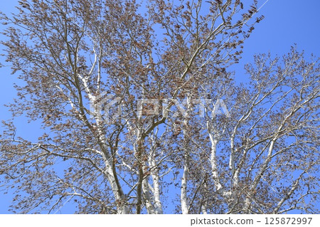 Earrings flowering silver poplar. Flowering poplar 125872997
