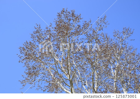 Earrings flowering silver poplar. Flowering poplar Earrings flowering silver poplar. Flowering poplar 125873001