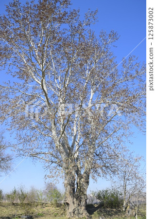 Earrings flowering silver poplar. Flowering poplar 125873002