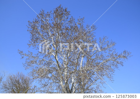 Earrings flowering silver poplar. Flowering poplar 125873003