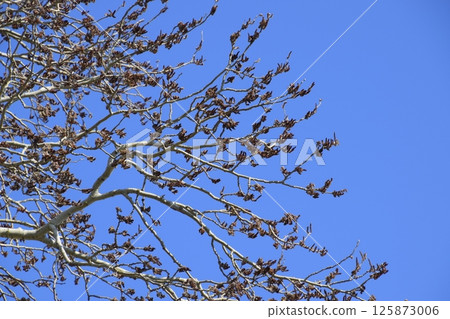 Earrings flowering silver poplar. Flowering poplar 125873006