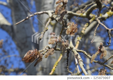 Earrings flowering silver poplar. Flowering poplar Earrings flowering silver poplar. Flowering poplar 125873007