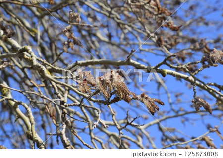 Earrings flowering silver poplar. Flowering poplar 125873008
