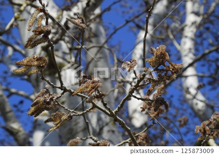 Earrings flowering silver poplar. Flowering poplar 125873009