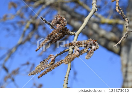 Earrings flowering silver poplar. Flowering poplar Earrings flowering silver poplar. Flowering poplar 125873010