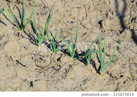 Garlic in the garden in spring garden. Garlic in the garden in spring garden. 125873014
