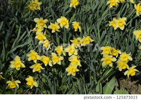 Blooming buds of daffodils in flower bed. Blooming buds of daffodils in flower bed. 125873015