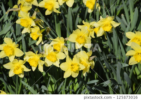 Blooming buds of daffodils in flower bed. Blooming buds of daffodils in flower bed. 125873016